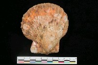 藏品(法爾海扇蛤)的圖片